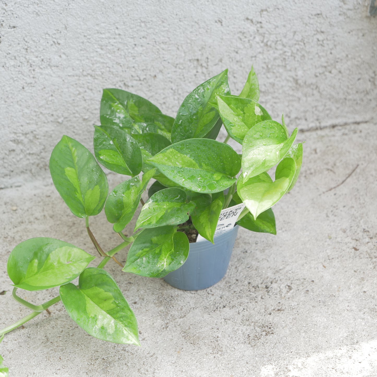 夏、室内で楽しめる。観葉植物の福袋。