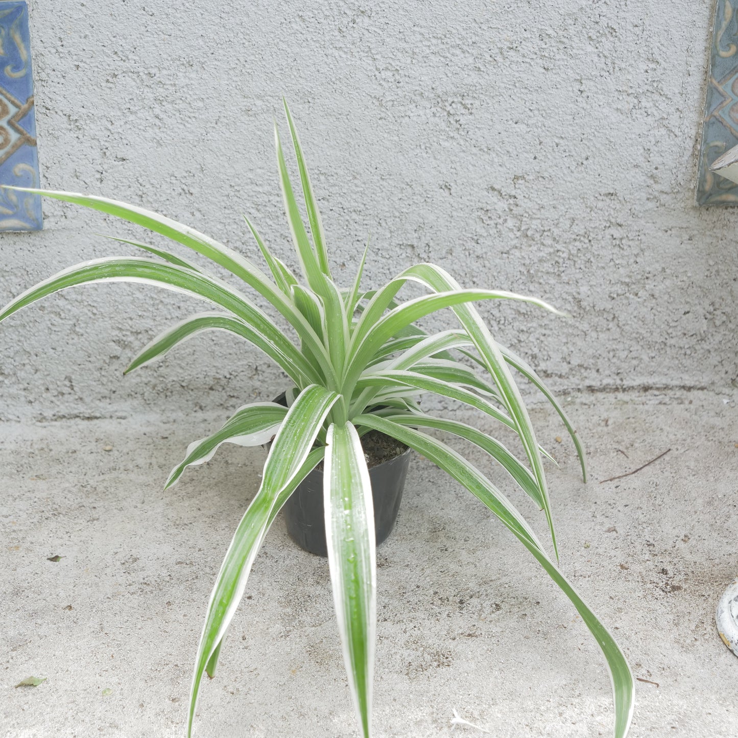 夏、室内で楽しめる。観葉植物の福袋。