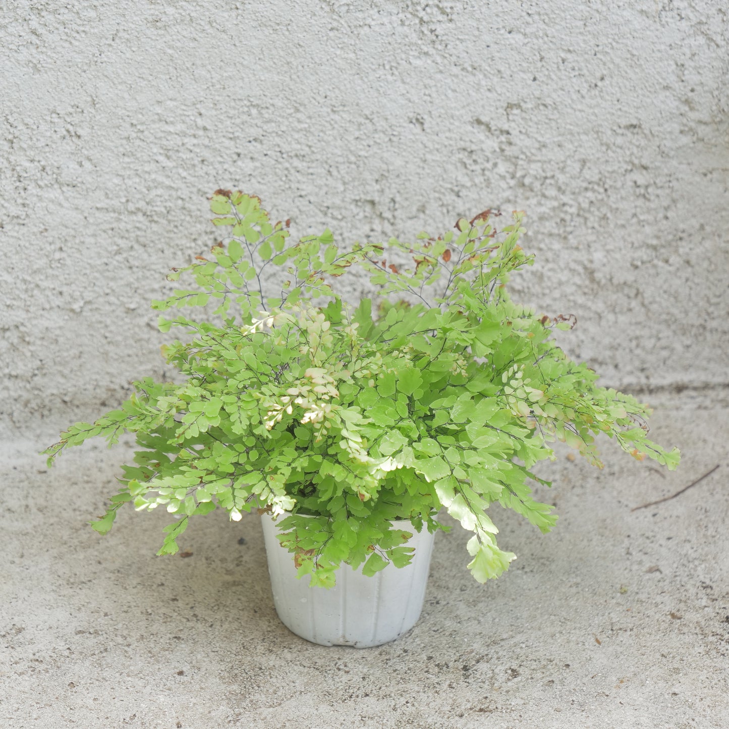 夏、室内で楽しめる。観葉植物の福袋。