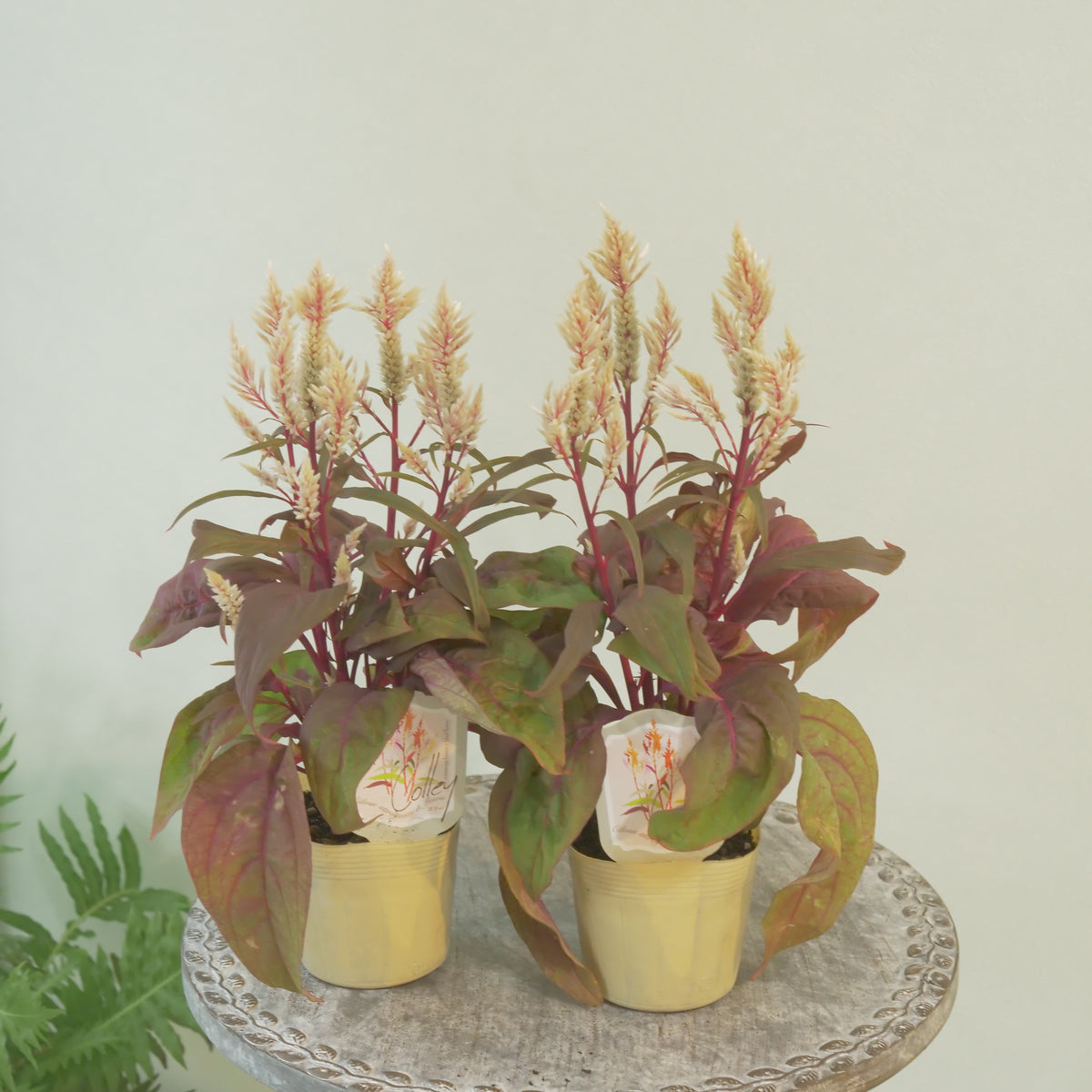 ケイトウ【コリー】葉がダーク系、ベージュの花色