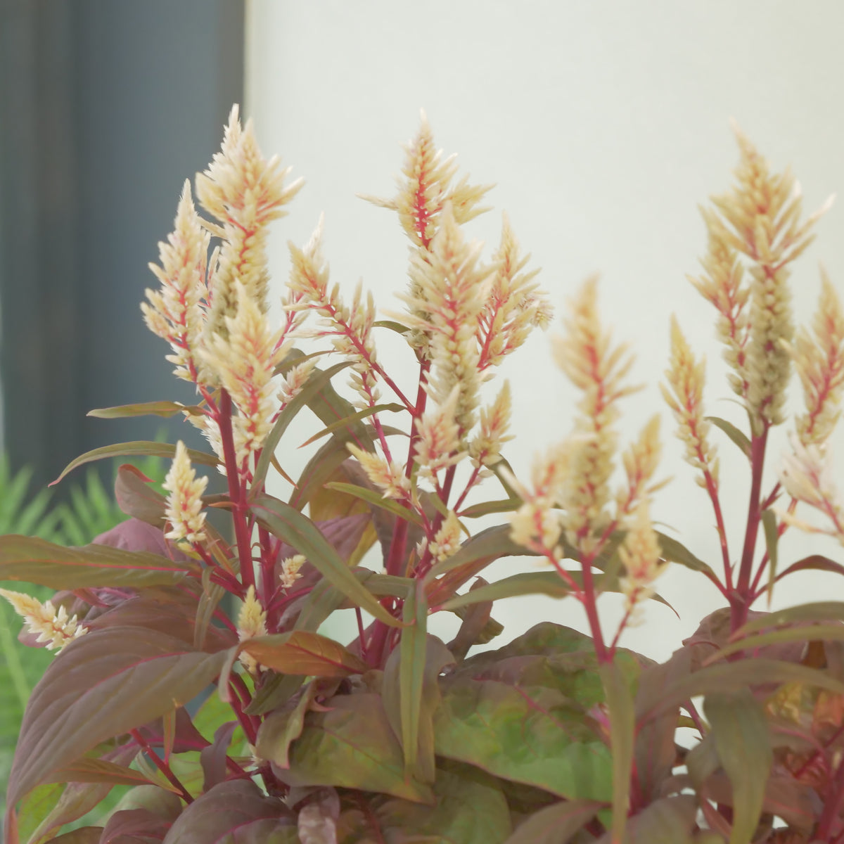 ケイトウ【コリー】葉がダーク系、ベージュの花色
