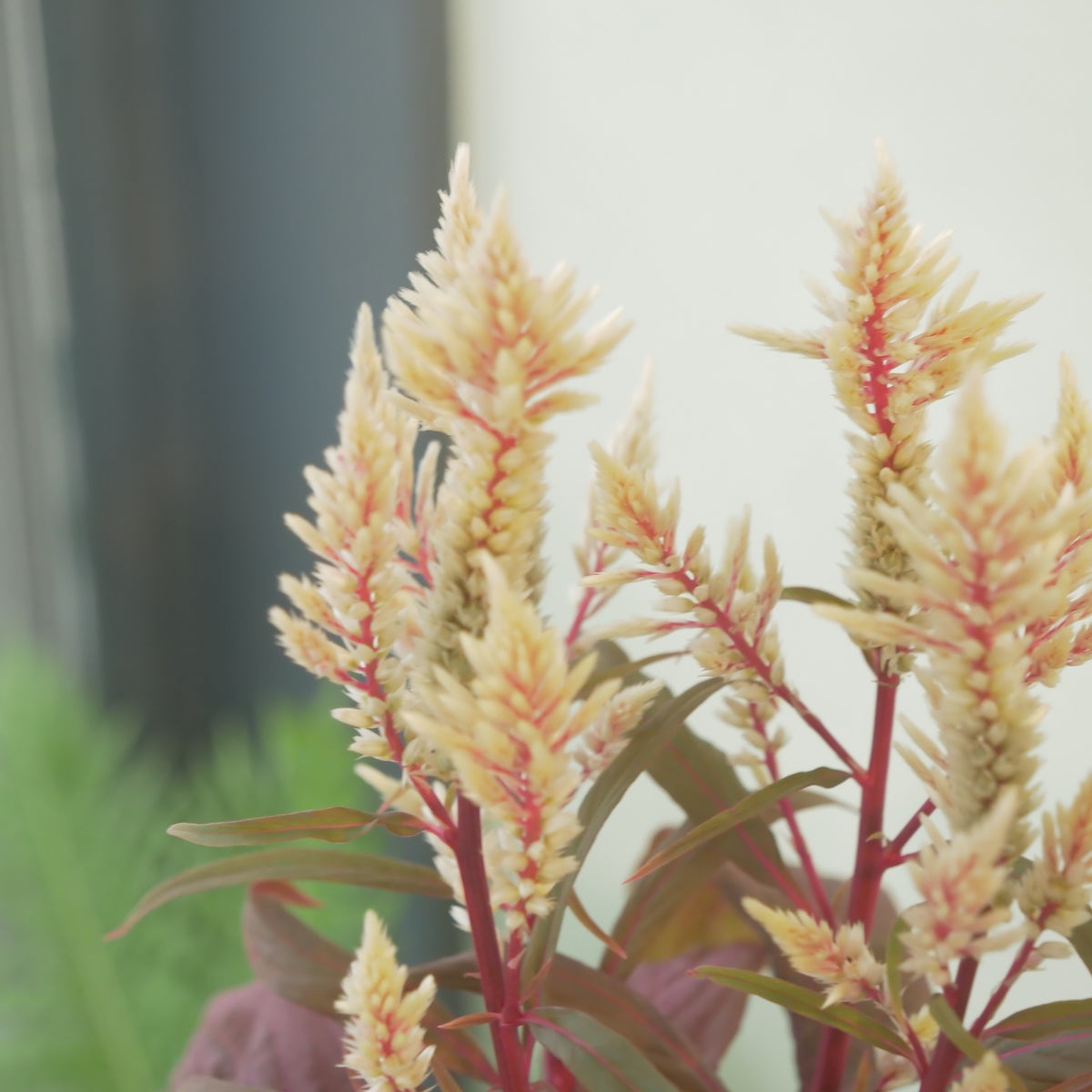 ケイトウ【コリー】葉がダーク系、ベージュの花色