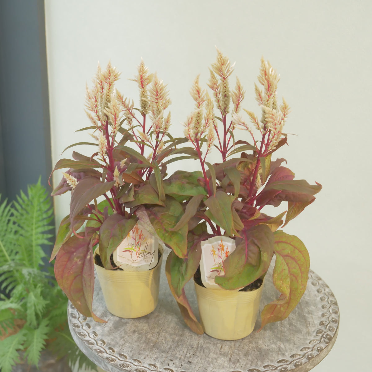 ケイトウ【コリー】葉がダーク系、ベージュの花色