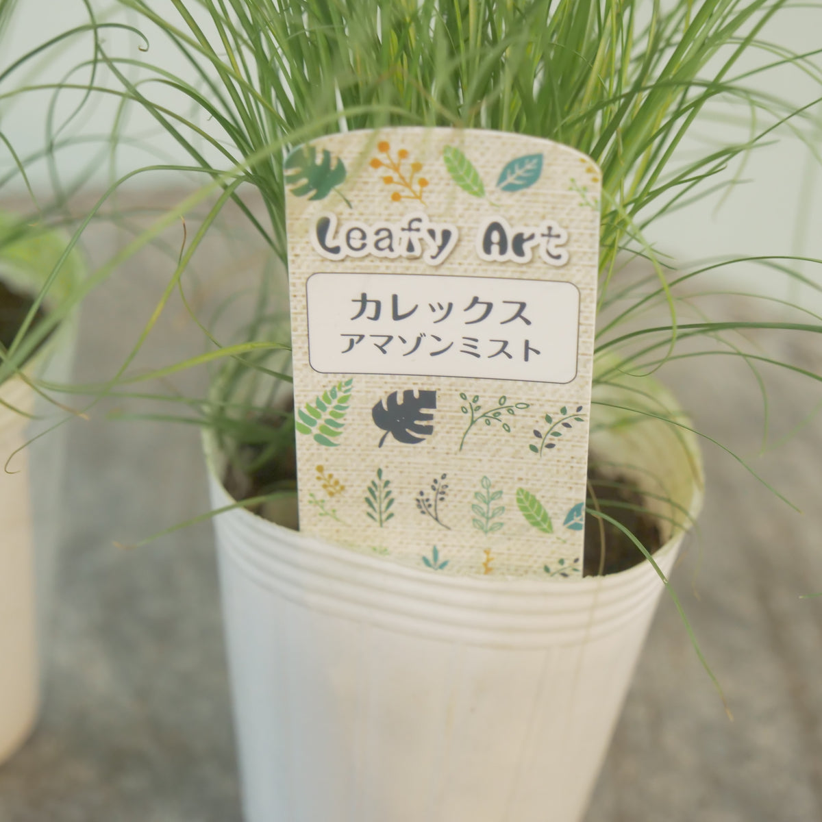 カレックス　アマゾンミスト