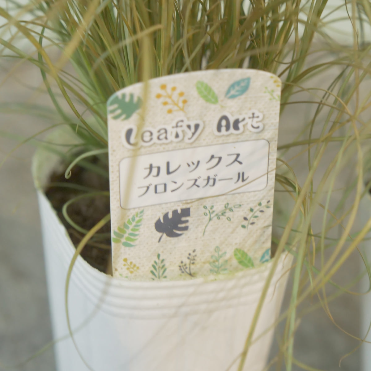 カレックス　ブロンズカール