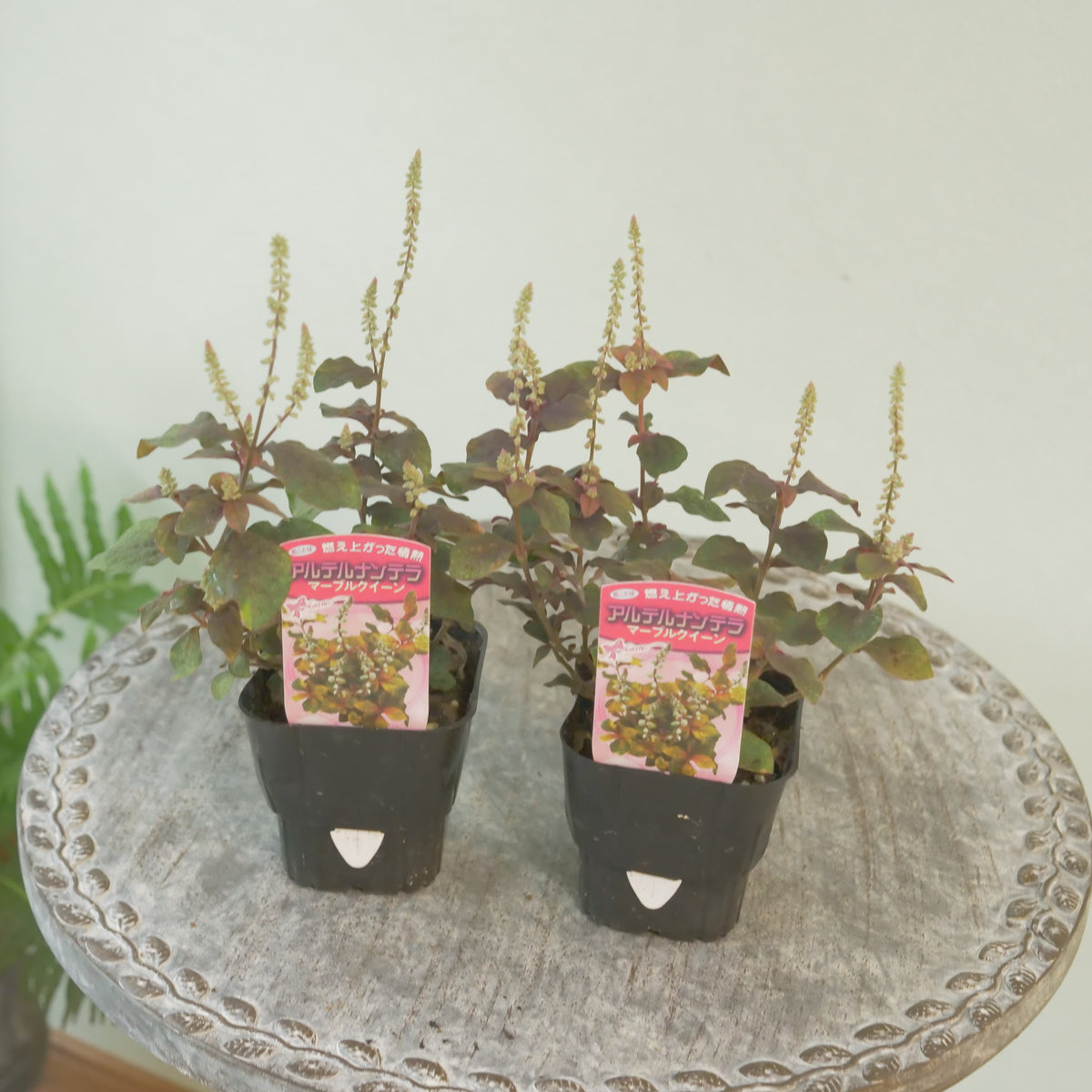 秋の寄せ植えに‼　アルテルナンテラマーブルクイーン