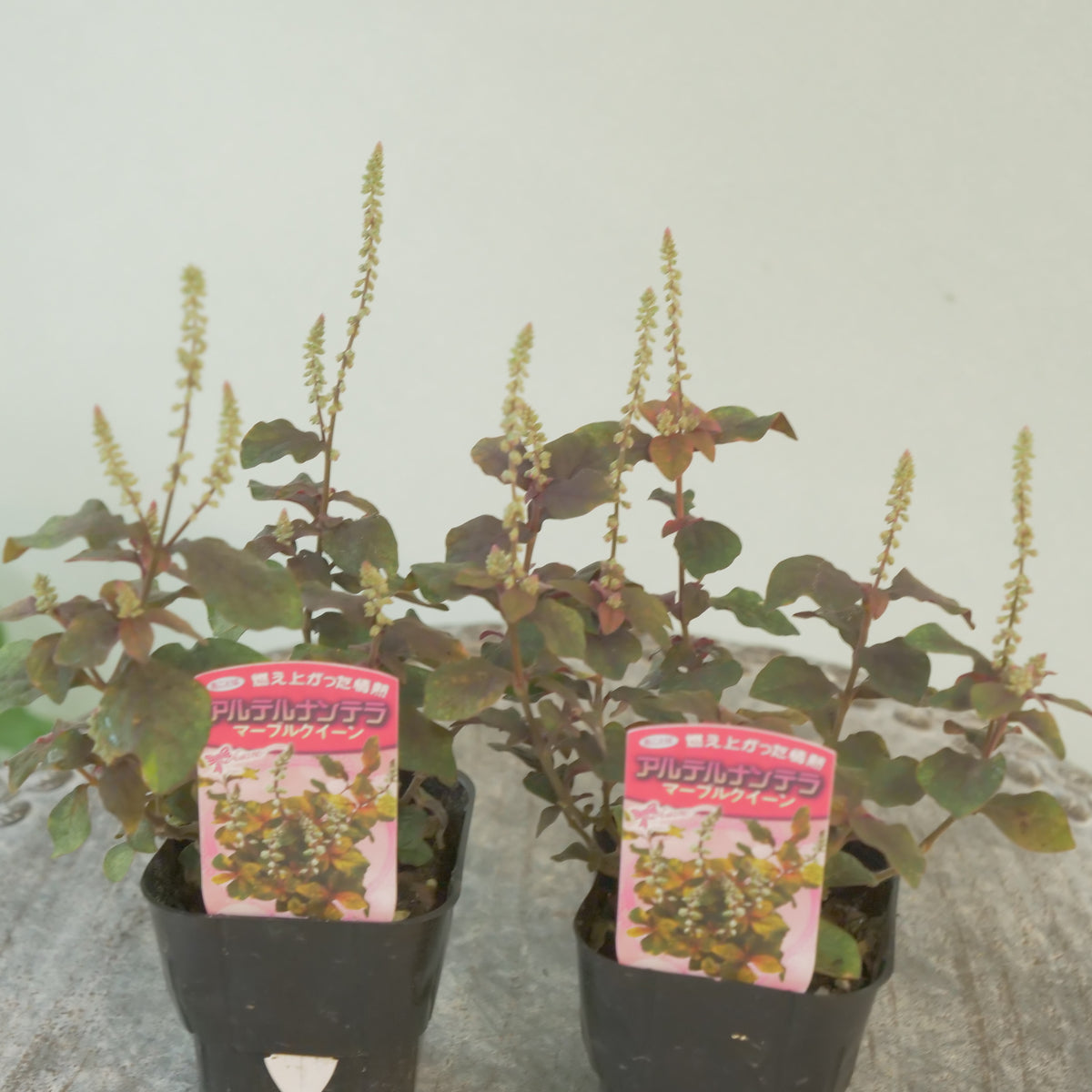秋の寄せ植えに‼　アルテルナンテラマーブルクイーン