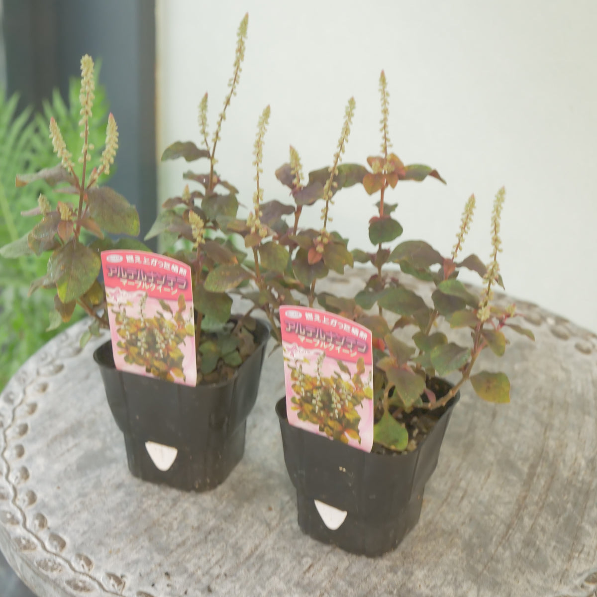 秋の寄せ植えに‼　アルテルナンテラマーブルクイーン