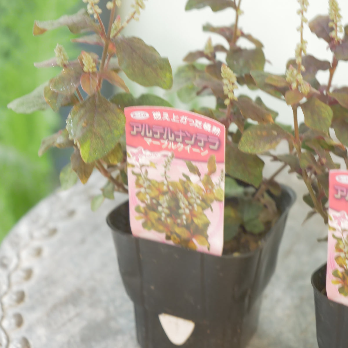 秋の寄せ植えに‼　アルテルナンテラマーブルクイーン