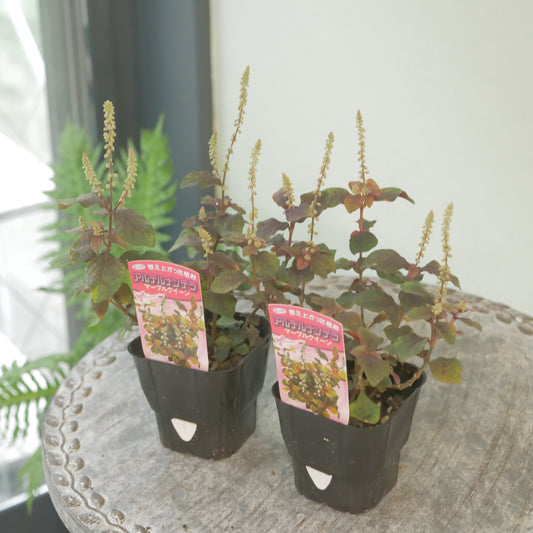 秋の寄せ植えに‼ アルテルナンテラマーブルクイーン
