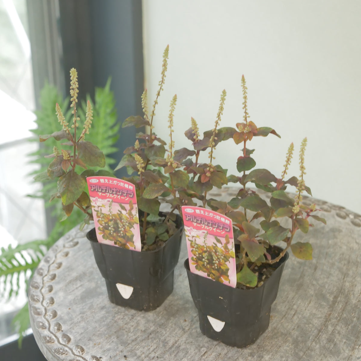 秋の寄せ植えに‼　アルテルナンテラマーブルクイーン