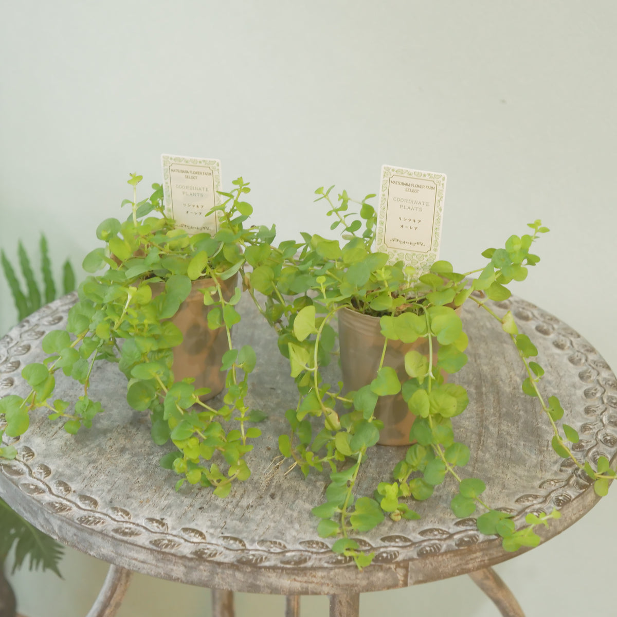 リシマキア　オーレア　寄せ植えに使いやすい2.5寸