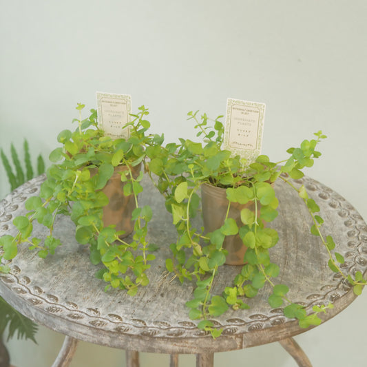 リシマキア　オーレア　寄せ植えに使いやすい2.5寸