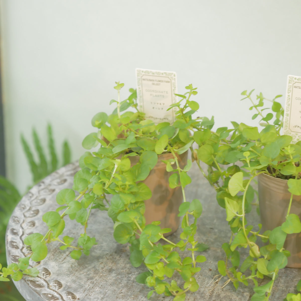 リシマキア　オーレア　寄せ植えに使いやすい2.5寸