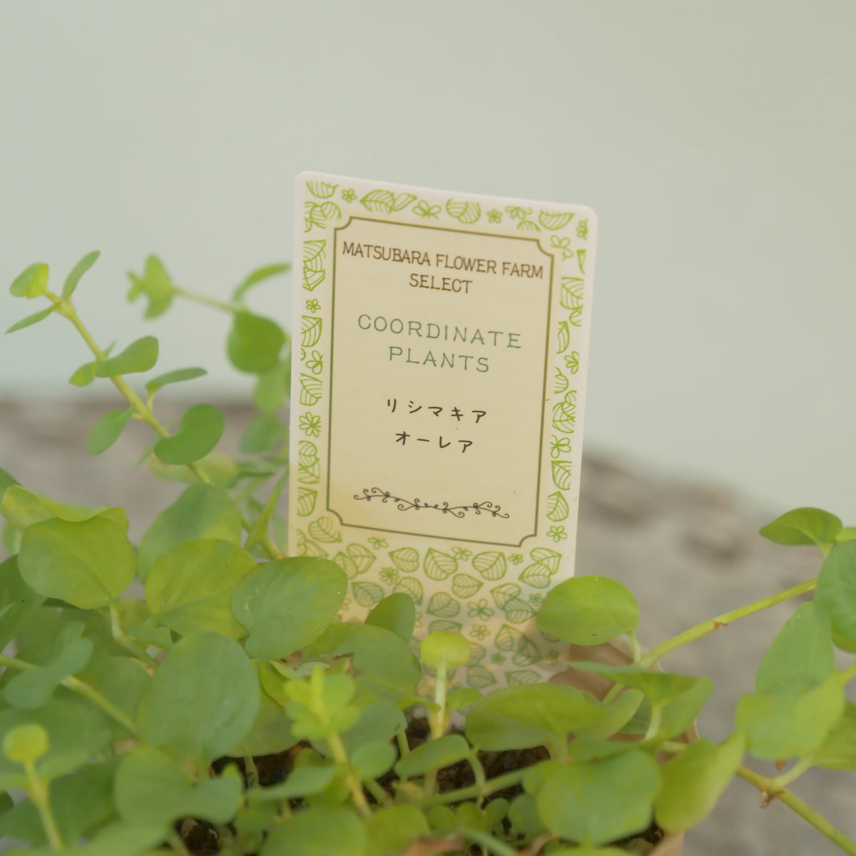 リシマキア　オーレア　寄せ植えに使いやすい2.5寸