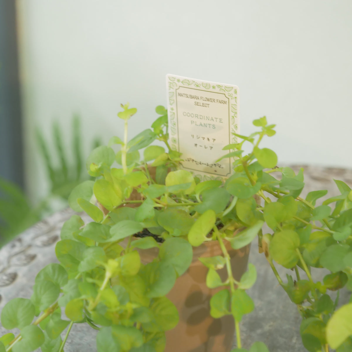 リシマキア　オーレア　寄せ植えに使いやすい2.5寸