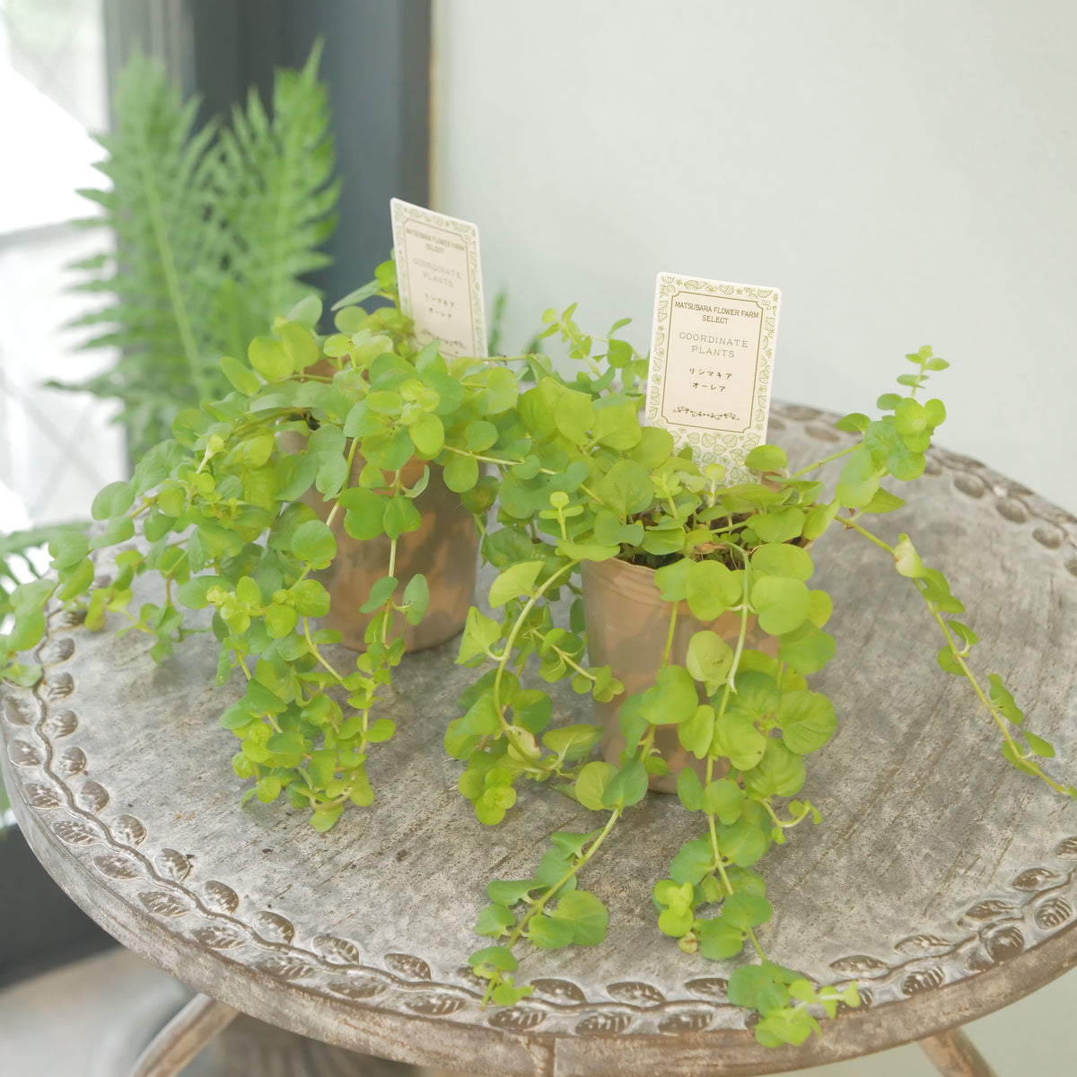 リシマキア　オーレア　寄せ植えに使いやすい2.5寸