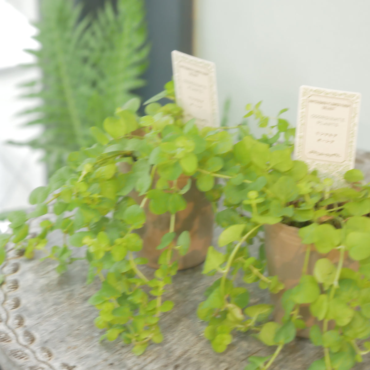 リシマキア　オーレア　寄せ植えに使いやすい2.5寸