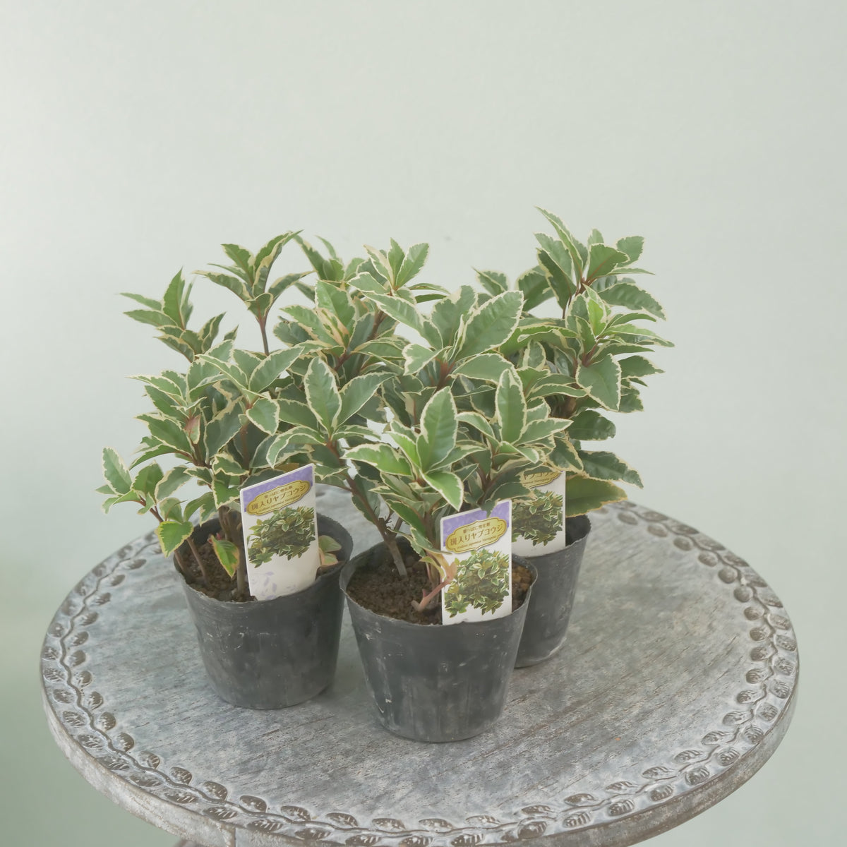 寄せ植えに。斑入りヤブコウジ　