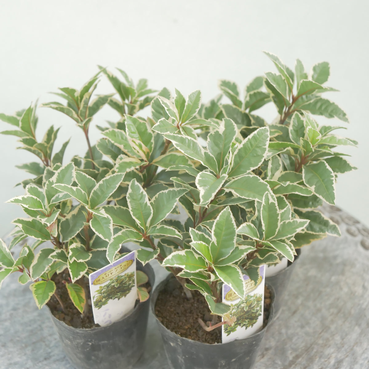 寄せ植えに。斑入りヤブコウジ　