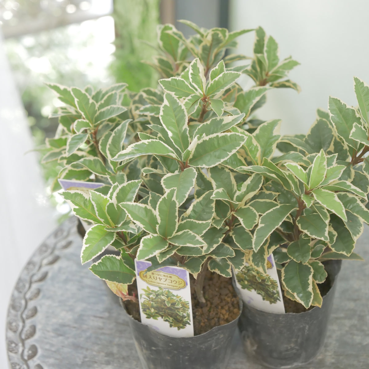 寄せ植えに。斑入りヤブコウジ　