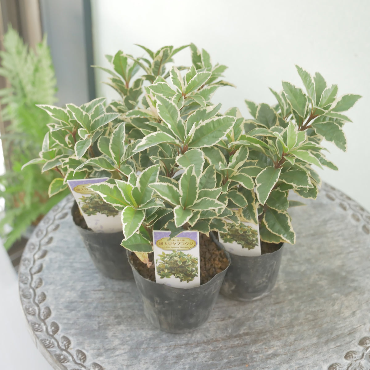 寄せ植えに。斑入りヤブコウジ　