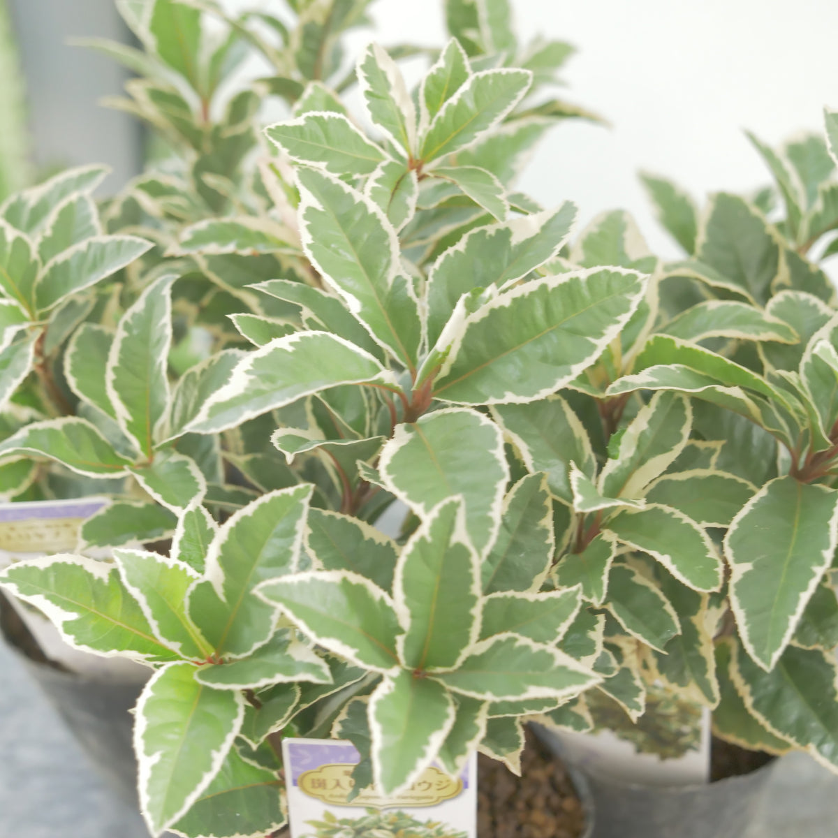 寄せ植えに。斑入りヤブコウジ　