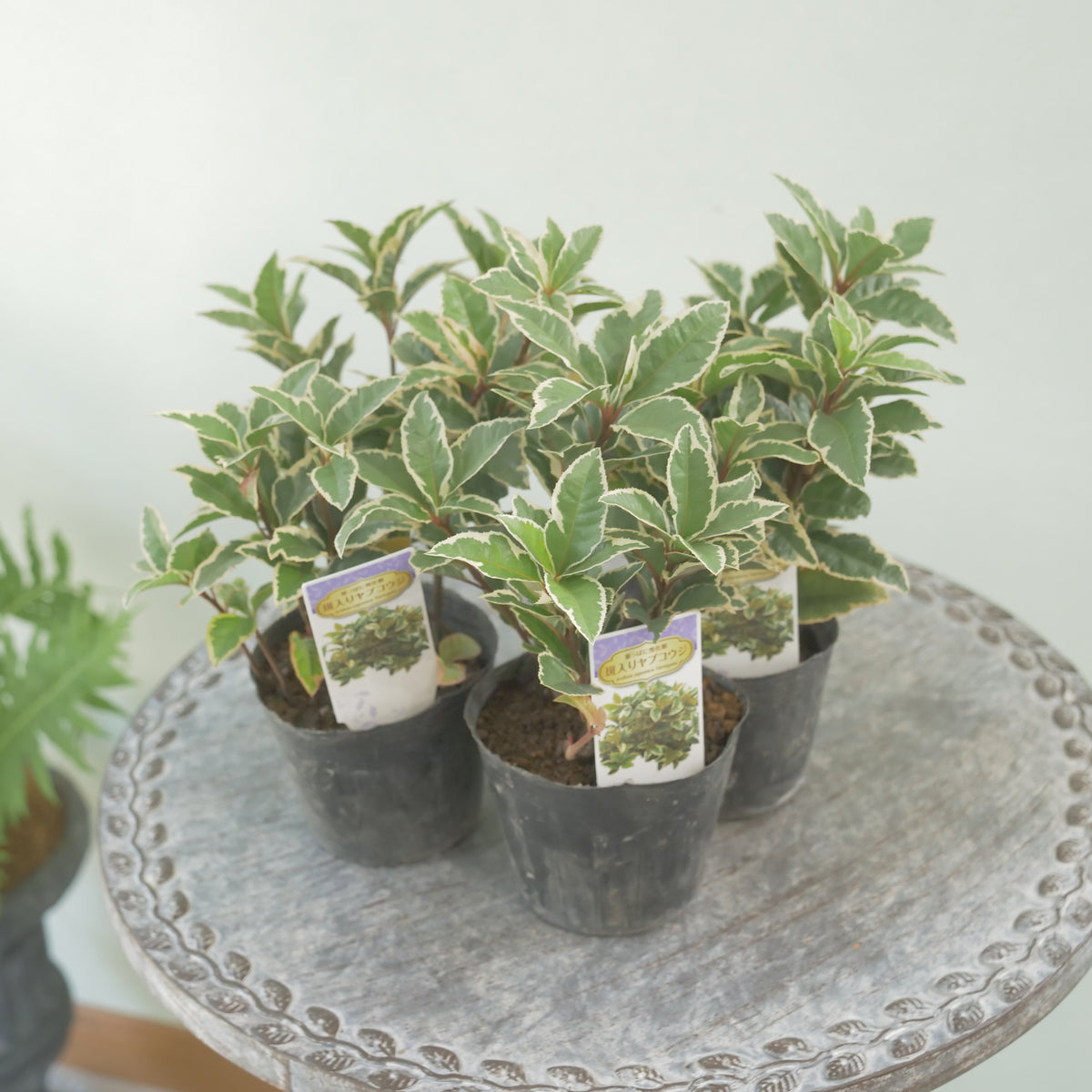 寄せ植えに。斑入りヤブコウジ　