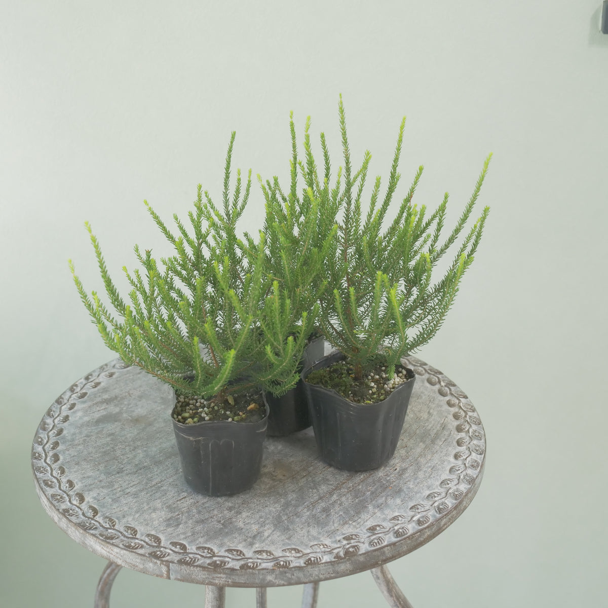 カルーナ【バレリーグリフィス】花壇、寄せ植えに。