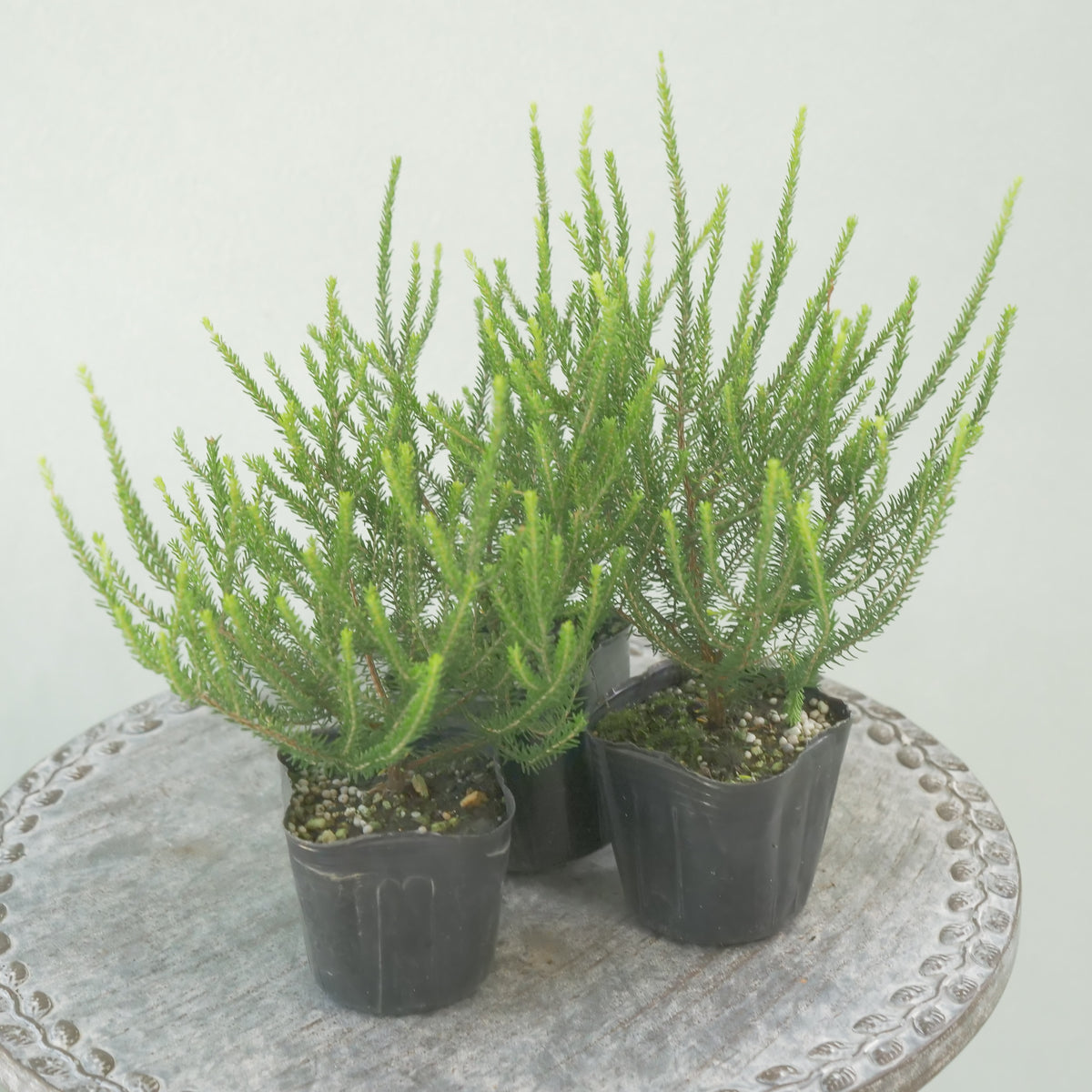 カルーナ【バレリーグリフィス】花壇、寄せ植えに。
