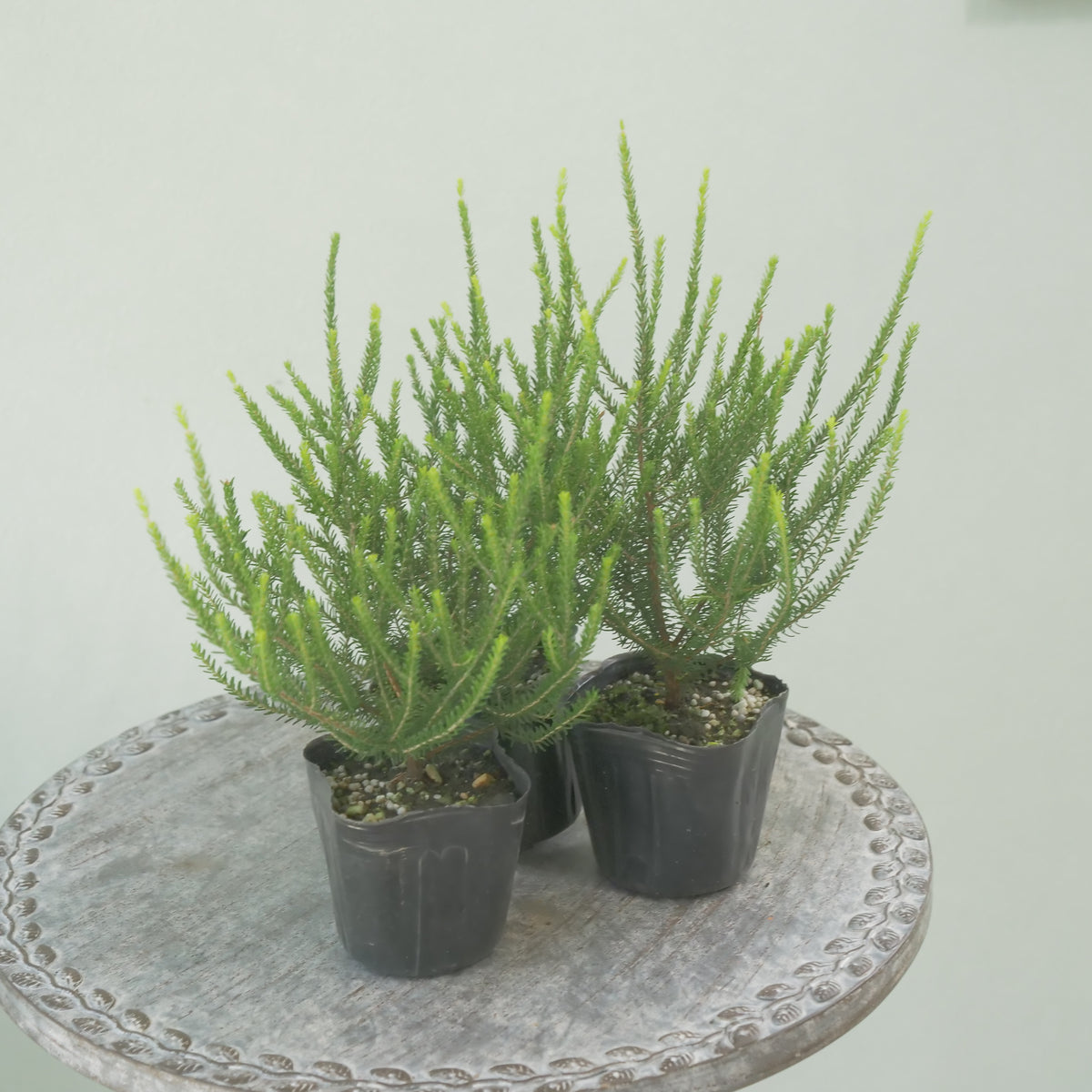 カルーナ【バレリーグリフィス】花壇、寄せ植えに。