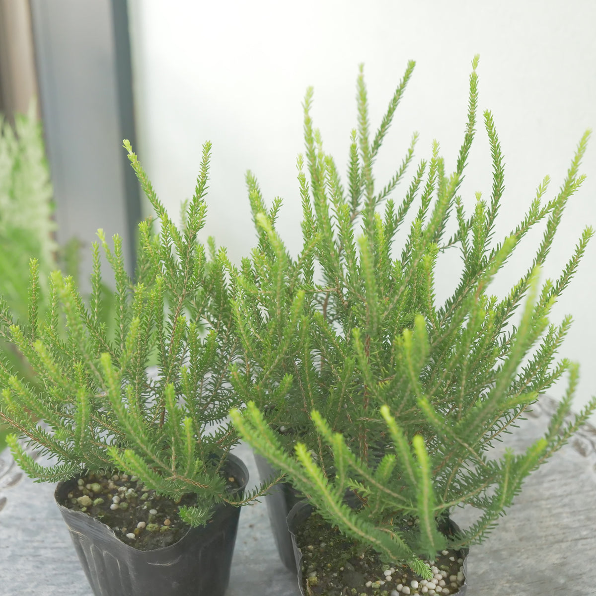 カルーナ【バレリーグリフィス】花壇、寄せ植えに。
