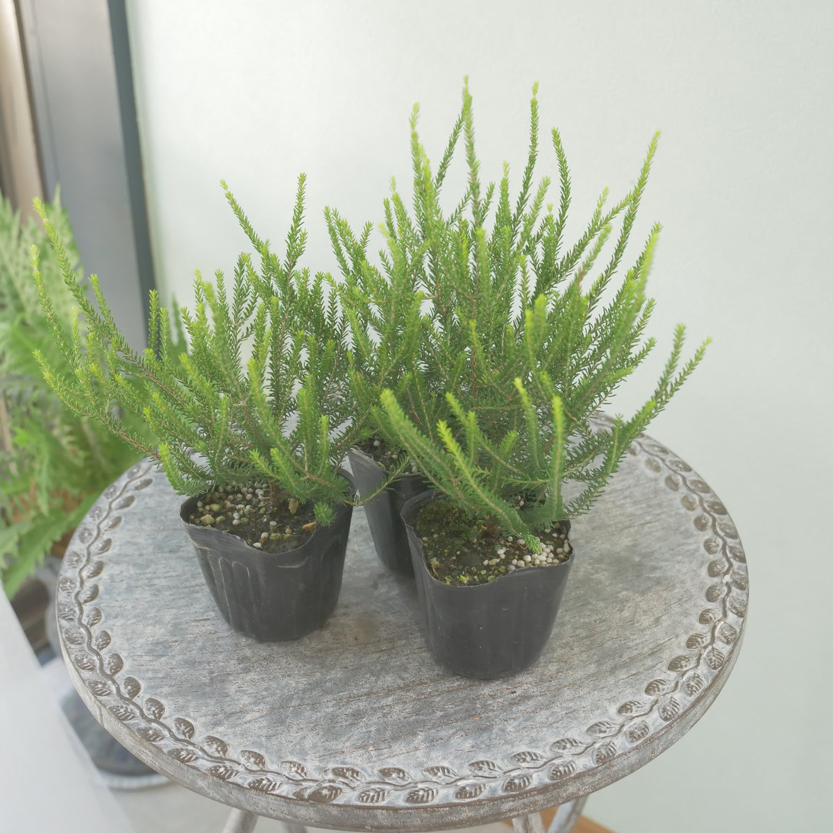カルーナ【バレリーグリフィス】花壇、寄せ植えに。