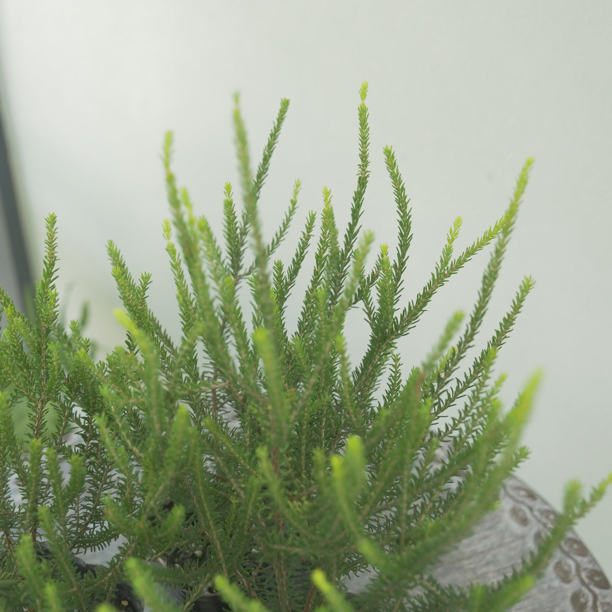 カルーナ【バレリーグリフィス】花壇、寄せ植えに。