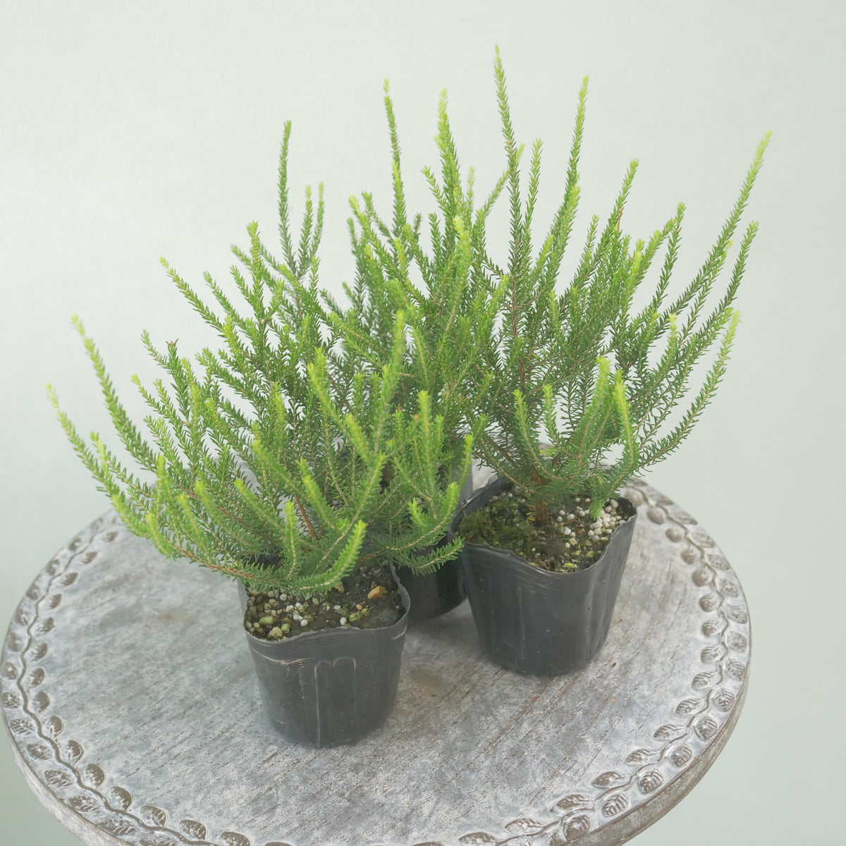 カルーナ【バレリーグリフィス】花壇、寄せ植えに。