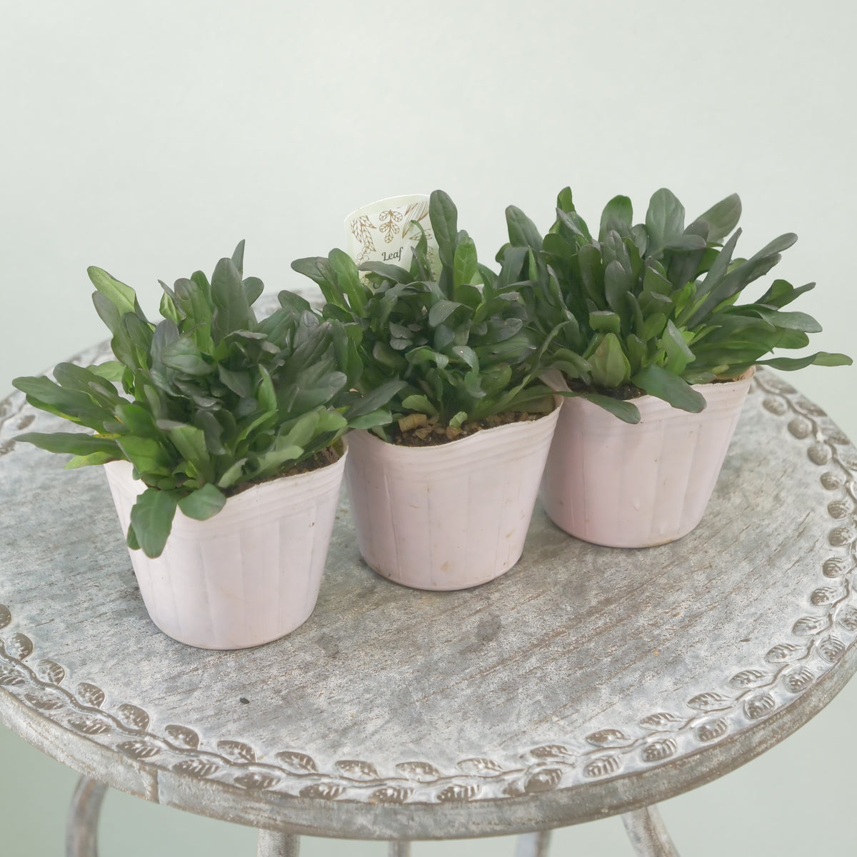 アジュガ　チョコレートチップ 　秋冬の寄せ植え、花壇に。