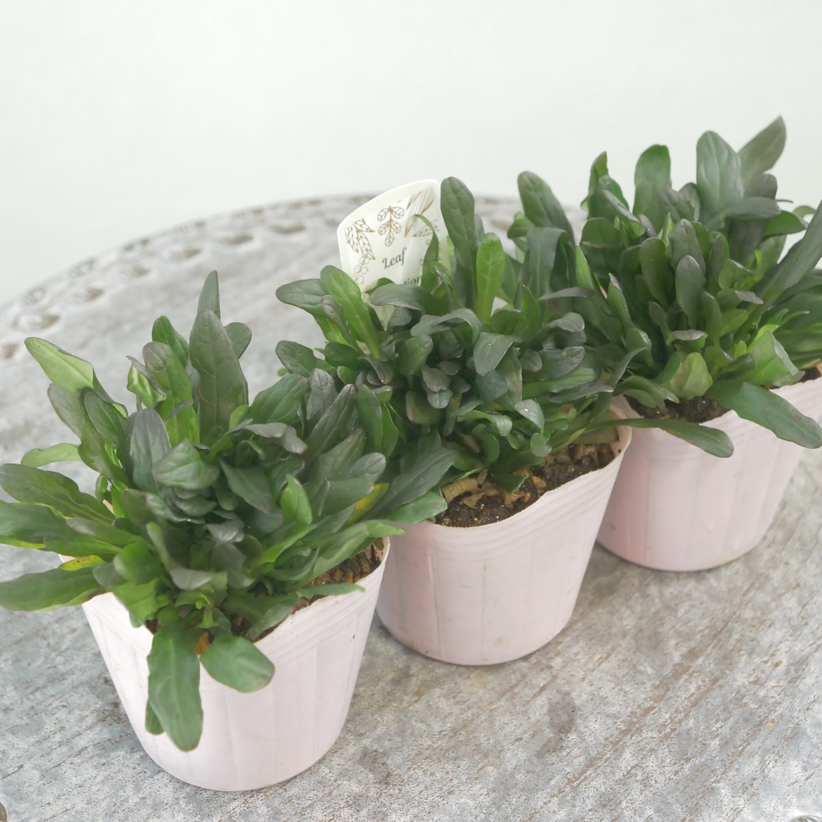 アジュガ　チョコレートチップ 　秋冬の寄せ植え、花壇に。