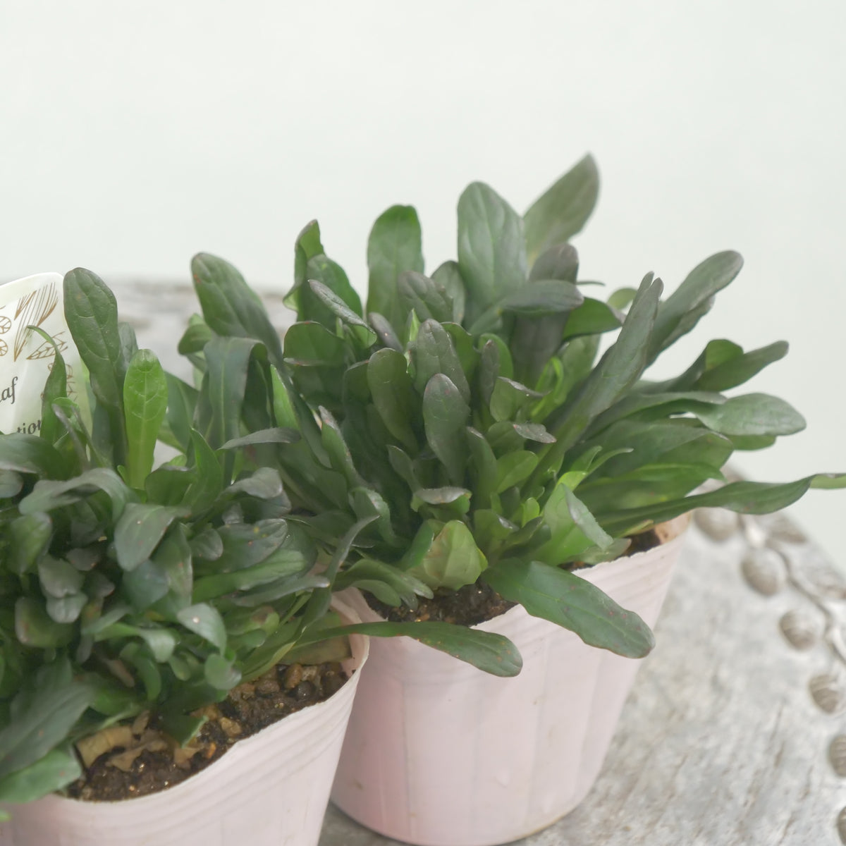 アジュガ　チョコレートチップ 　秋冬の寄せ植え、花壇に。
