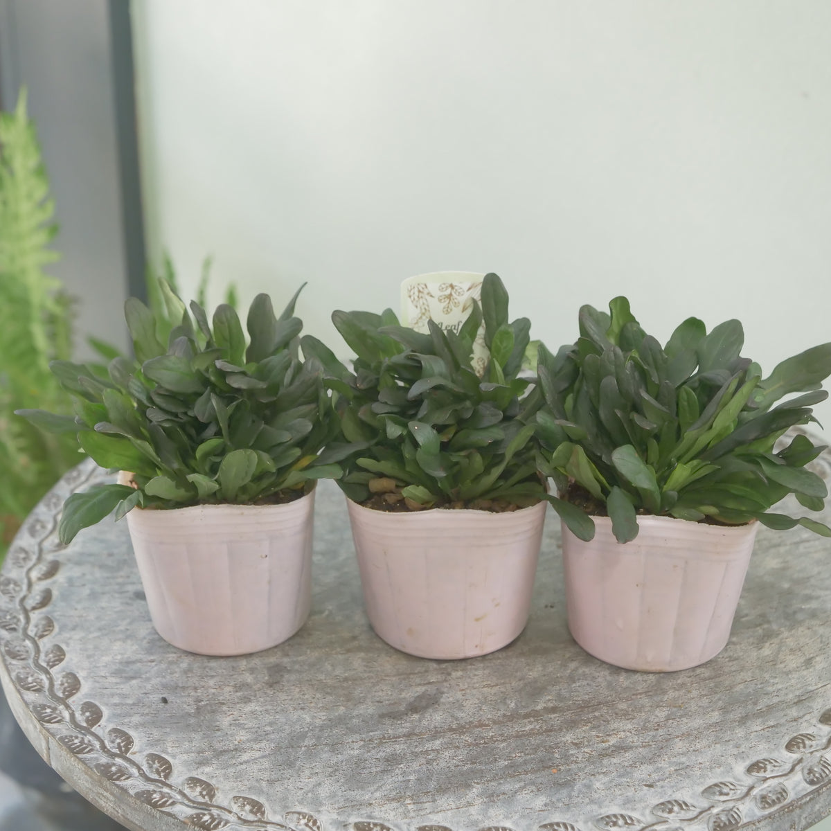 アジュガ　チョコレートチップ 　秋冬の寄せ植え、花壇に。