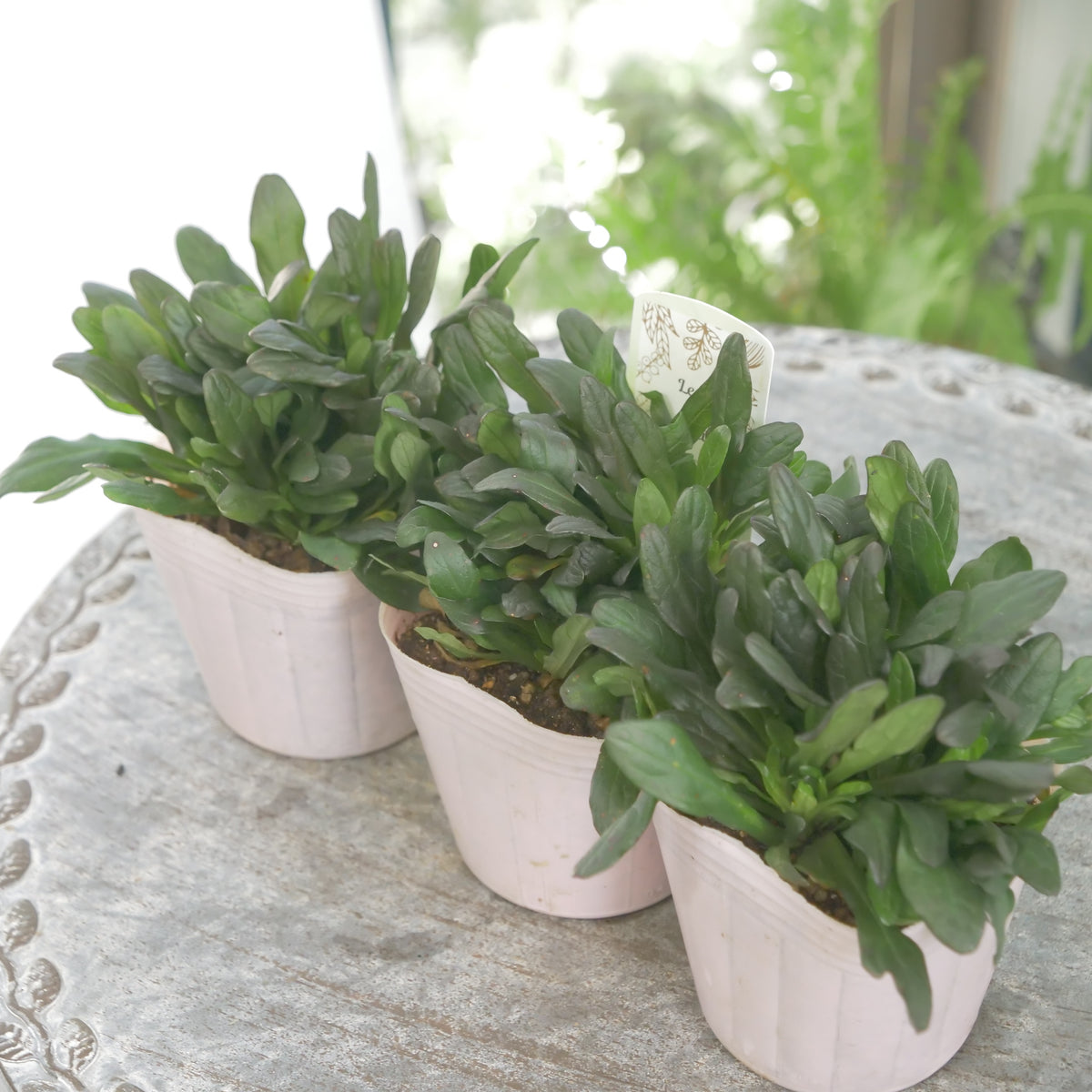 アジュガ　チョコレートチップ 　秋冬の寄せ植え、花壇に。