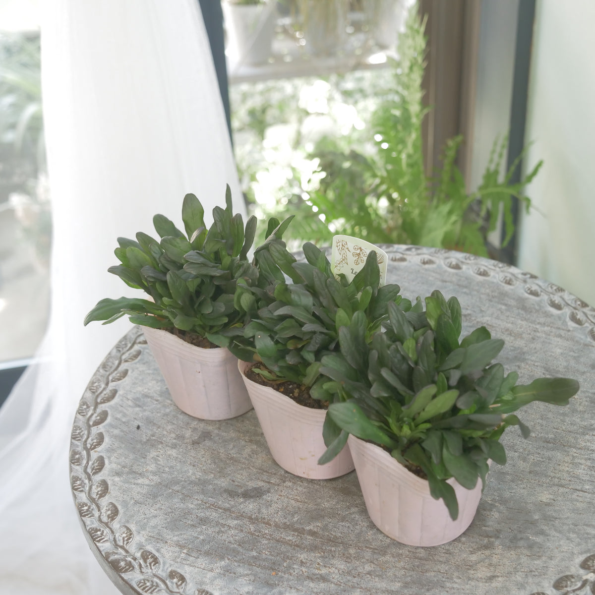 アジュガ　チョコレートチップ 　秋冬の寄せ植え、花壇に。