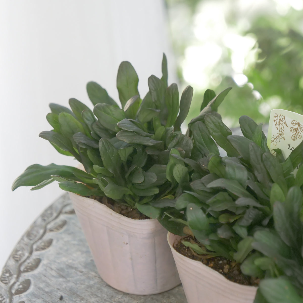 アジュガ　チョコレートチップ 　秋冬の寄せ植え、花壇に。