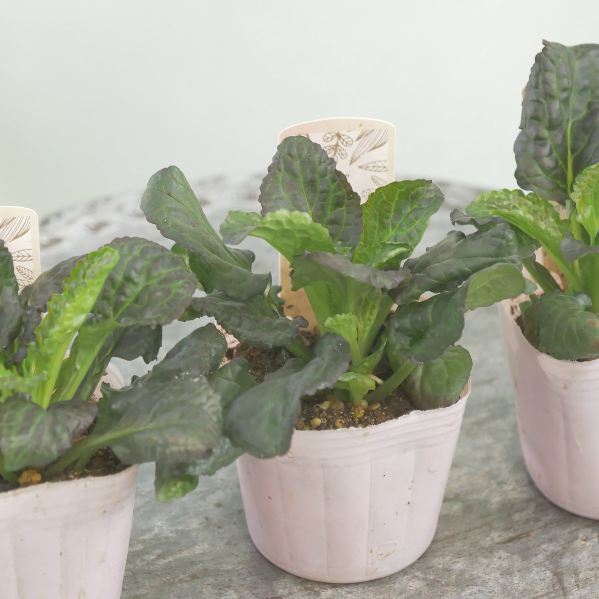 アジュガ　ブラックスカラップ 　秋冬の寄せ植え、花壇に。
