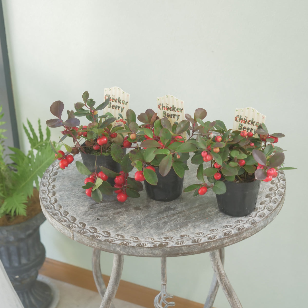 【チェッカーベリー】 2.5寸の寄せ植えに使いやすいサイズ！
