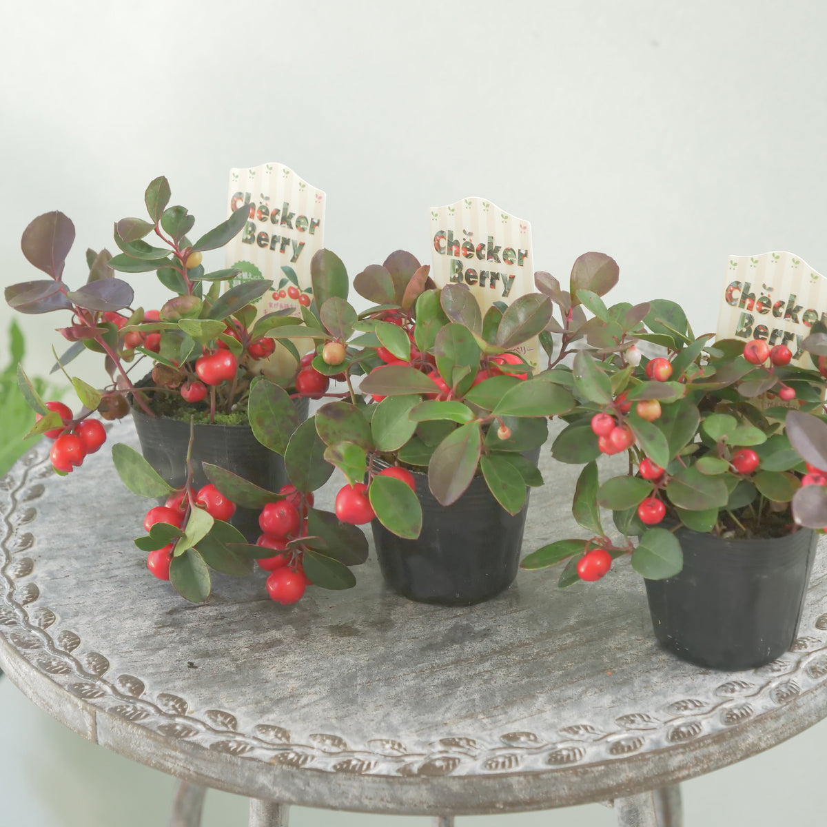 【チェッカーベリー】 2.5寸の寄せ植えに使いやすいサイズ！