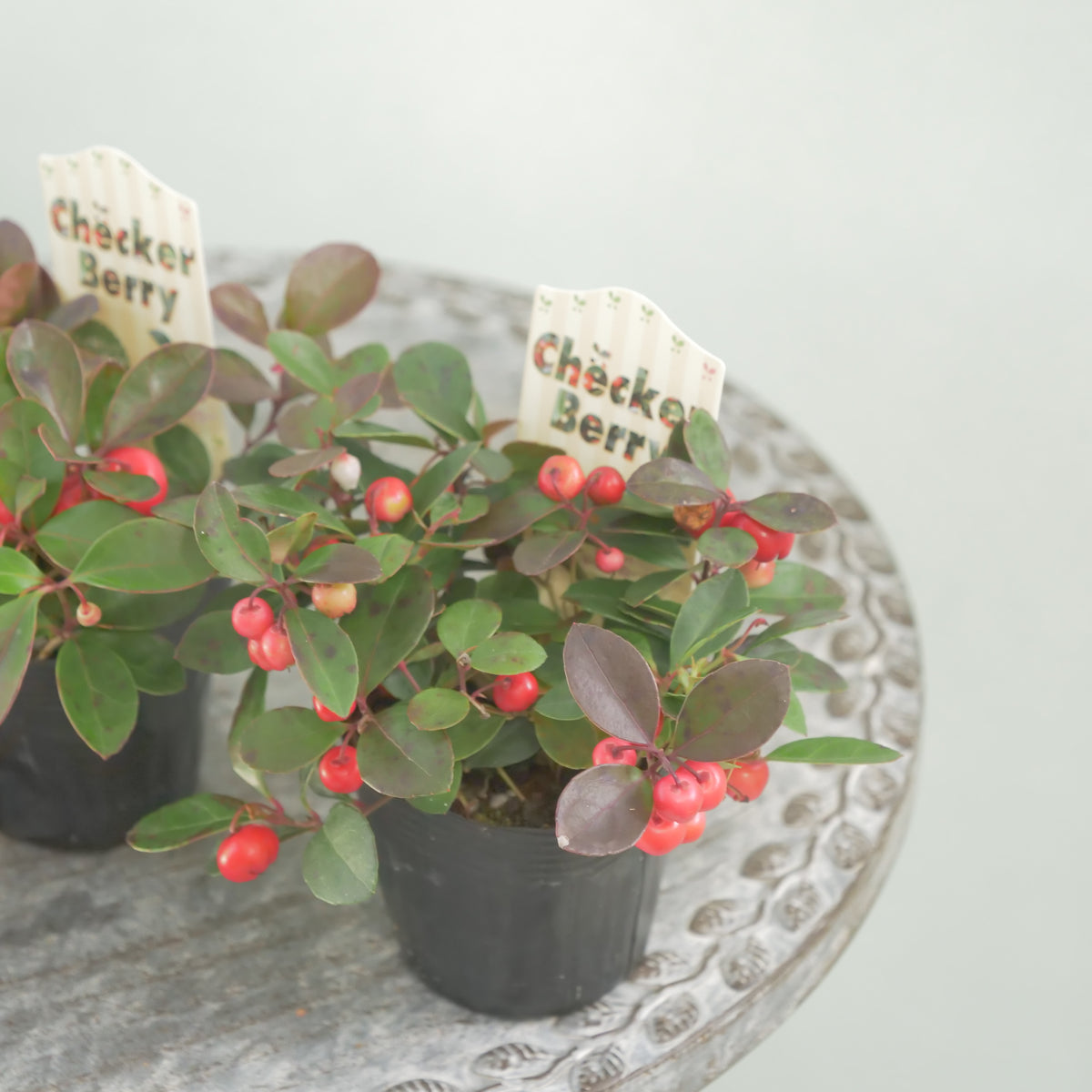 【チェッカーベリー】 2.5寸の寄せ植えに使いやすいサイズ！