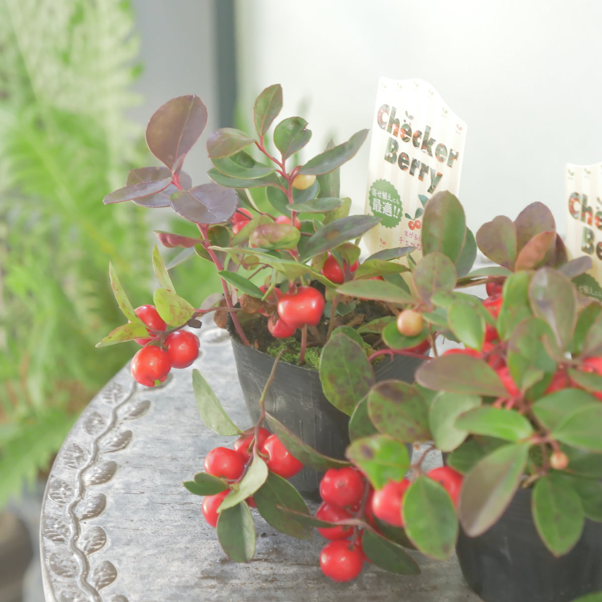 【チェッカーベリー】 2.5寸の寄せ植えに使いやすいサイズ！