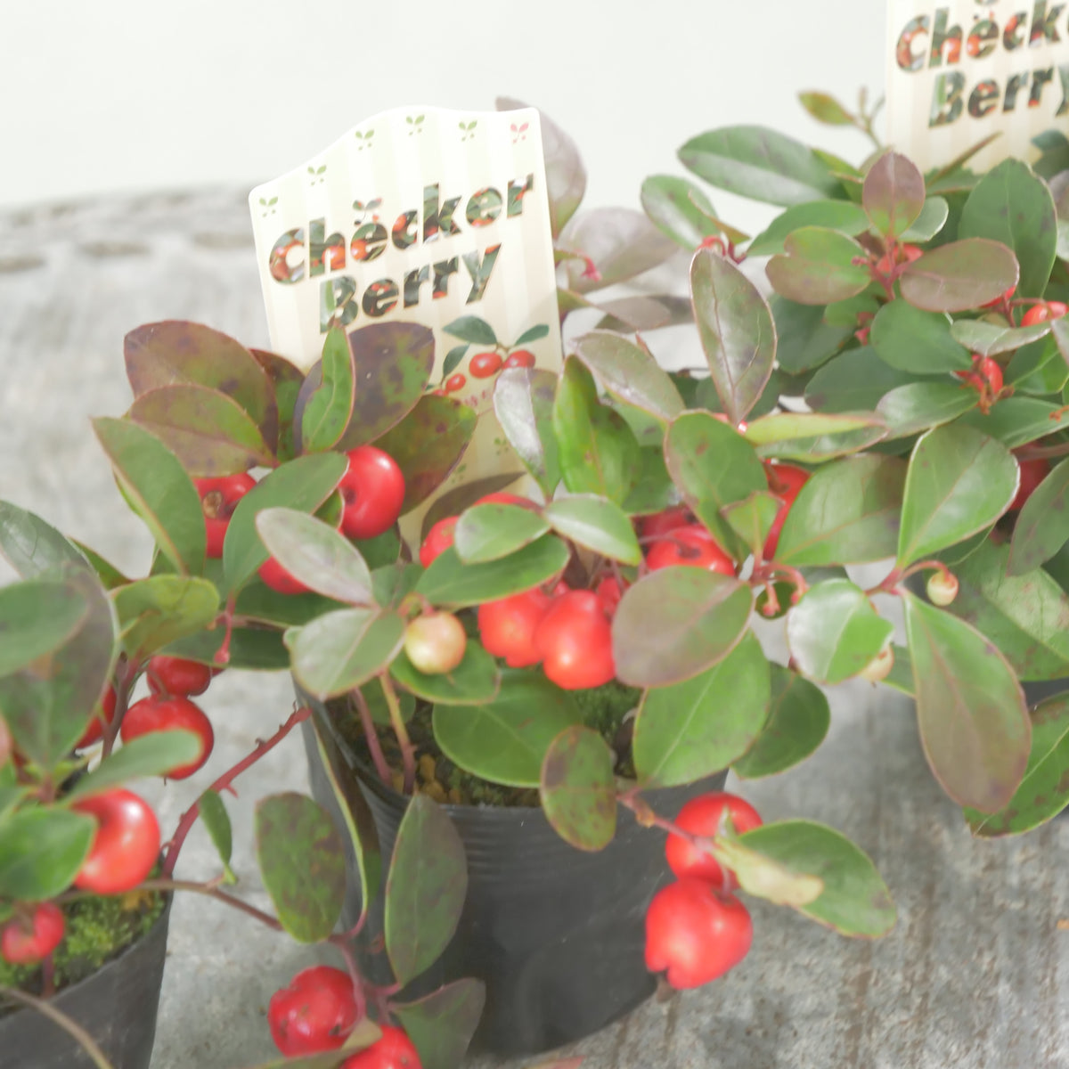【チェッカーベリー】 2.5寸の寄せ植えに使いやすいサイズ！