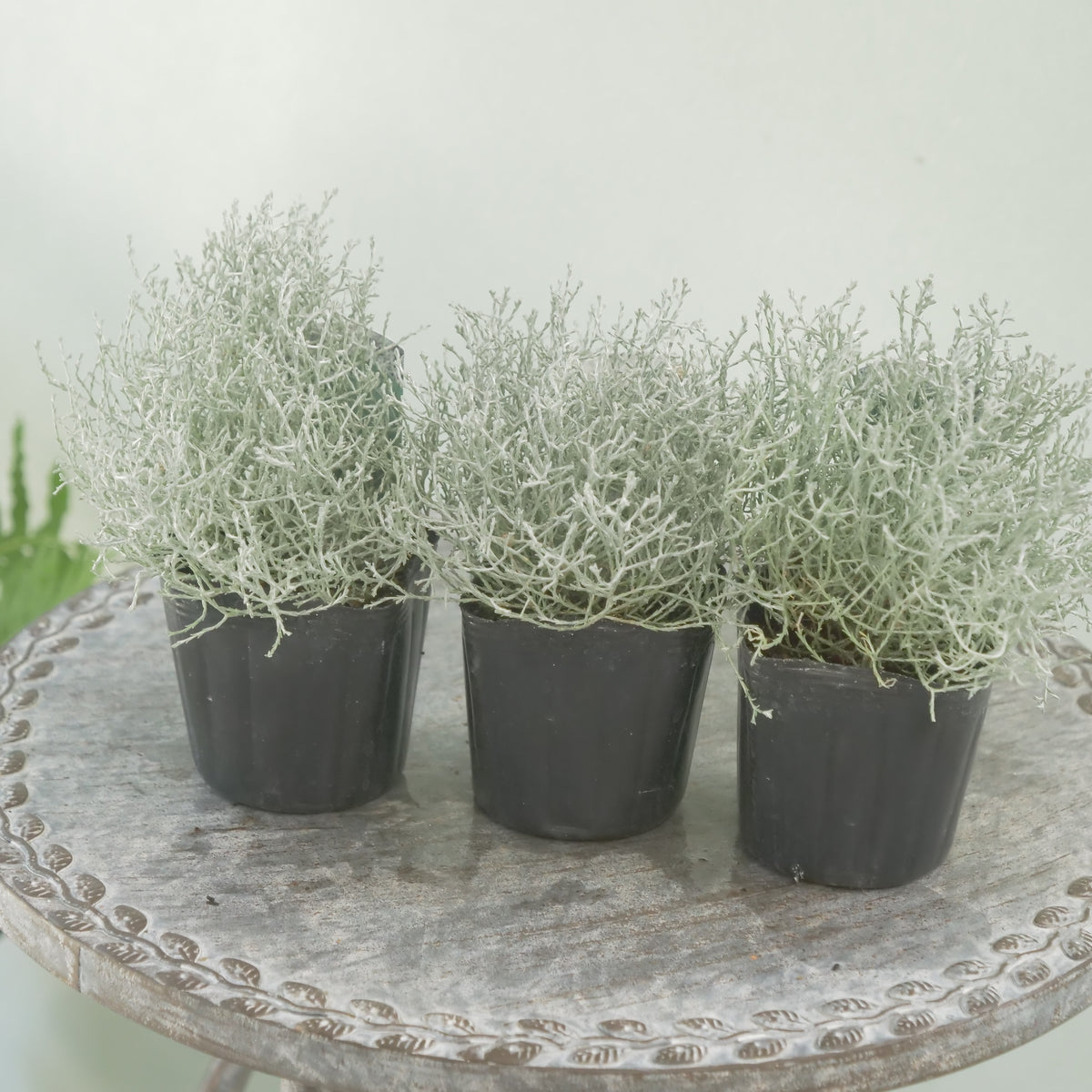 冬の寄せ植えに【プラチーナ】シルバーブッシュ