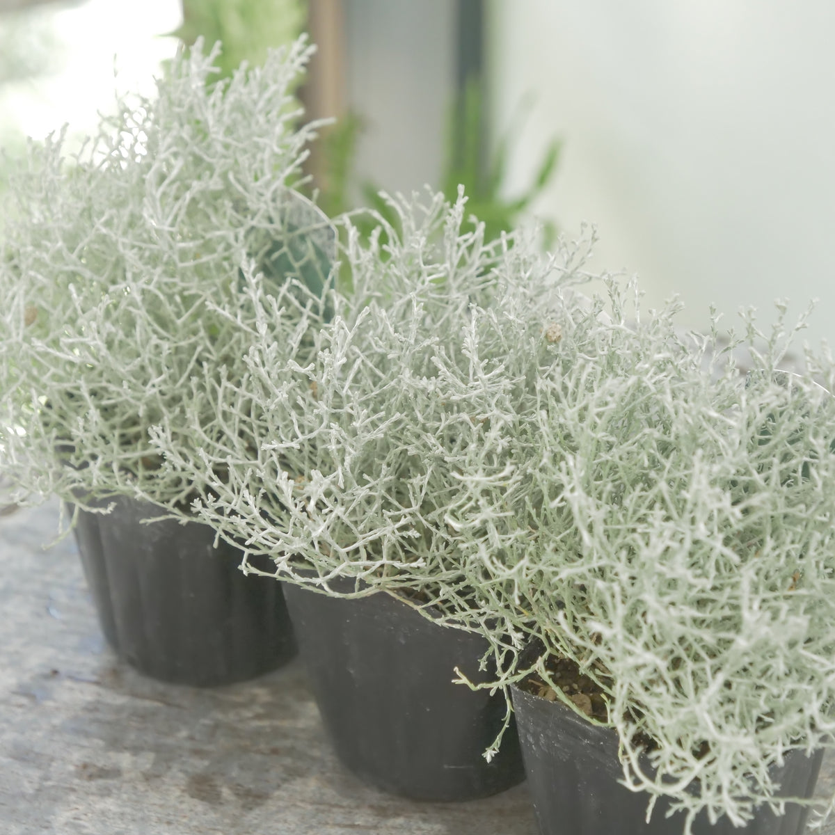冬の寄せ植えに【プラチーナ】シルバーブッシュ